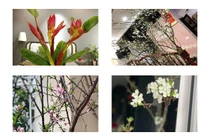 4 loại hoa rừng được dân Hà thành lùng chơi Tết