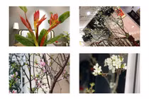 4 loại hoa rừng được dân Hà thành lùng chơi Tết