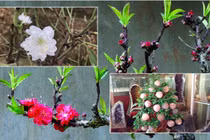 Loại cây cảnh giá trên trời chỉ đại gia mới đủ tiền "vung tay" chơi Tết