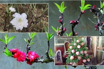 Loại cây cảnh giá trên trời chỉ đại gia mới đủ tiền "vung tay" chơi Tết