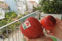 Loại táo đắt nhất hành tinh có giá bao nhiêu? 