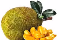 "Bóc lịch" 12 tháng chỉ vì 4 trái mít của nhà hàng xóm