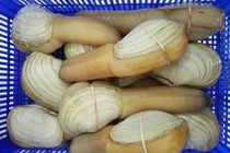 Ốc vòi voi khổng lồ trước giá "chát"... nay đại hạ giá