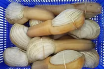 Ốc vòi voi khổng lồ trước giá "chát"... nay đại hạ giá