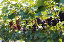 Cận cảnh 2 vườn nho trĩu quả giữa Thủ đô thu trăm triệu mỗi vụ