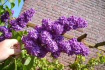 Dễ dàng biến sân trước thành thiên đường với 10 loại cây 