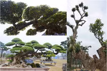 Loá mắt xem loạt cây cảnh hình thú tiền tỷ của đại gia Việt