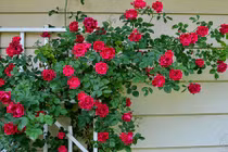 Cách trồng hồng leo cho hoa đẹp đón Tết