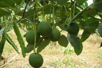 Trang trại bơ Mỹ tiền tỷ rộng ngút ngàn ở Lâm Đồng