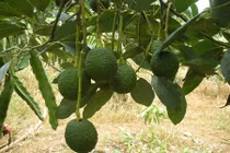 Trang trại bơ Mỹ tiền tỷ rộng ngút ngàn ở Lâm Đồng