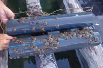 Nuôi “thần dược” của quý ông hốt bạc như thế nào?