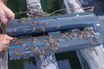 Nuôi “thần dược” của quý ông hốt bạc như thế nào?