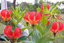 Chị em phát sốt với hoa ly lửa nhập khẩu chơi Tết