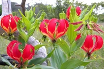 Chị em phát sốt với hoa ly lửa nhập khẩu chơi Tết