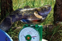 Cá bống khủng, mỗi con bằng tiền 1kg cherry Mỹ xịn