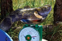 Cá bống khủng, mỗi con bằng tiền 1kg cherry Mỹ xịn