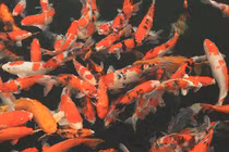 Chiêm ngưỡng hồ cá Koi “dát” đá quý 10 tỷ của đại gia Thái Nguyên