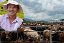 Tiết lộ về đàn bò “chỉ để lấy phân bón” của bầu Đức