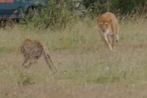 Báo mẹ liều mạng tấn công sư tử 