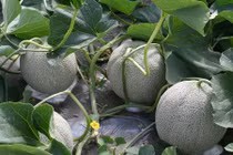 Ngắm vườn dưa lưới có giá đắt bằng cả chiếc ô tô