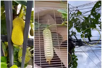 Cười nghiêng ngả những trái cây “đánh đố” chủ nhất Việt Nam