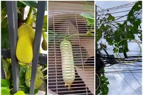 Cười nghiêng ngả những trái cây “đánh đố” chủ nhất Việt Nam