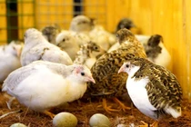 Cận cảnh giống gà nhỏ nhất thế giới “làm chao đảo” thị trường 