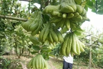 Phật thủ HN rậm rịch vào vụ Tết, thương lái chi 400 triệu mua cả vườn 