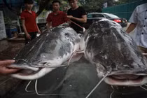 Cá lăng khủng 300kg "bơi" từ Campuchia về Hà Nội phục vụ dân nhậu