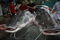 Cá lăng khủng 300kg "bơi" từ Campuchia về Hà Nội phục vụ dân nhậu