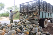 Bí đỏ rớt giá còn 800 đồng/kg, người dân Đắk Lắk chờ... giải cứu