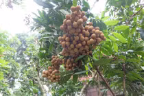 Loạt hoa quả trái vụ giúp nông dân Việt hốt bạc triệu