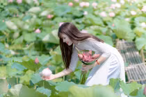 Chụp ảnh sen: Hoa nở rộ, chủ đầm “hốt” bạc triệu mỗi ngày