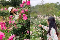 Mê mẩn vườn hồng rộng hàng nghìn m2 của bà mẹ Hà thành 