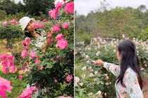 Mê mẩn vườn hồng rộng hàng nghìn m2 của bà mẹ Hà thành 