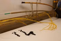 Nỗi oan khó ai thấu hiểu của cá mập khi đứt cáp quang