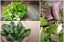 Rau gia vị mọc nhan nhản ở Việt Nam đắt cỡ nào ở nước ngoài?