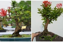 Bộ sưu tập bonsai mẫu đơn độc lạ, đẹp hút mắt