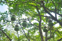 “Sốt xình xịch” đào tiên hồ lô nửa triệu đồng chơi Tết