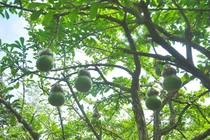 “Sốt xình xịch” đào tiên hồ lô nửa triệu đồng chơi Tết