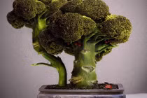 Mê mẩn bonsai rau lạ mắt đón Tết 2017