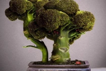 Mê mẩn bonsai rau lạ mắt đón Tết 2017