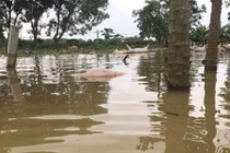 Gần 6.000 con lợn chết đuối đang được kéo lên bờ để tiêu hủy