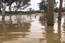 Gần 6.000 con lợn chết đuối đang được kéo lên bờ để tiêu hủy