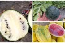 Những giống dưa hấu lạ khiến bà nội trợ Việt phát sốt