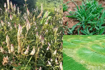 Khó tin 3 loài cỏ dại giờ thành hàng "hot"... người bán hốt bạc