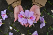 Thất vọng khi 'sống ảo' với hoa ban ở Hà Nội