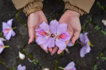 Thất vọng khi 'sống ảo' với hoa ban ở Hà Nội