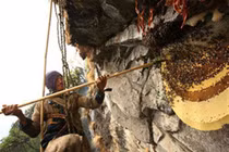 Gian nan nghề săn mật ong trên đỉnh thế giới