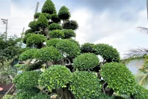 Mãn nhãn cặp duối cảnh trăm tỷ của đại gia Tây Ninh